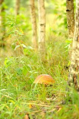 Mushrooms Bolete, fungus in wild (Boletus pinophilus)