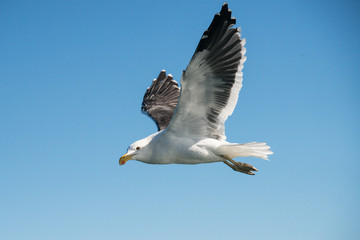 A gull flying against a bright blue sky in South Africa