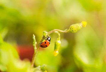 Ladybird on dandelion flowers