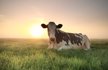 entspannte Kuh auf der Weide bei Sonnenaufgang