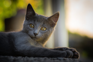 Chat