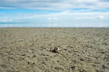 Shell in the beach
