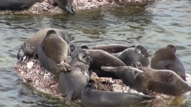 Baikal seal Pusa sibirica on Ushkany Islands belongs to type of animal pinnipeds on rocks in freshwater. It lives only in Lake Baikal. Mothers and cute newborn Pup calves bask on stones. Ecotourism.