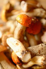Heap of forest mushrooms