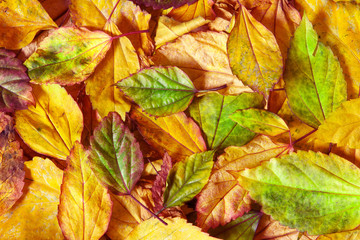 Beautiful fallen autumn leaves  background