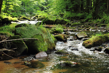 Naklejka na ściany i meble river in the czech forest