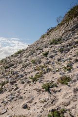Many abalone shell form an ancient shell midden on a beach in South Africa