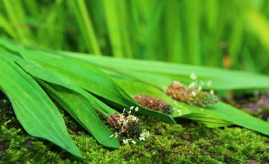 blüten und blätter vom spitzwegerich