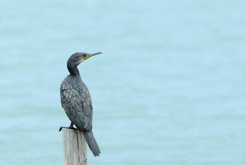 Little Cormorant Bird perching on log as background