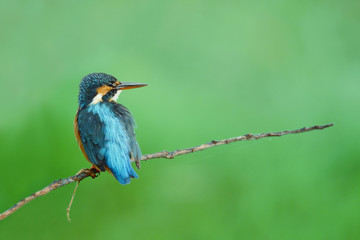 Common kingfisher ,beautiful bird perching on branch