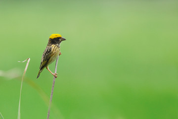 streaked weaver ,Beautiful bird perching on branch as background