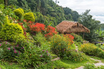 Fototapeta na wymiar Flower garden in Hmong village at Northern of Thailand.