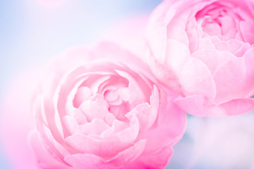 the sweet pink rose flowers for love romance background