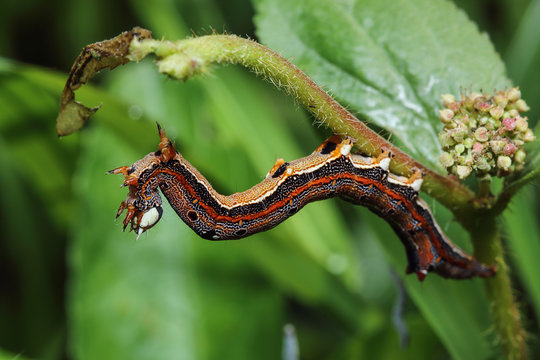 Close up brown caterpillar on leaf green grass