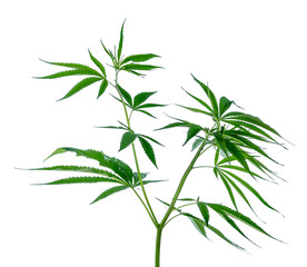 Marijuana Plants on white background