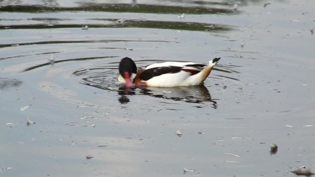 Common shelduck (Tadorna tadorna) swimming on the pond and feeding. Close up portrait.
