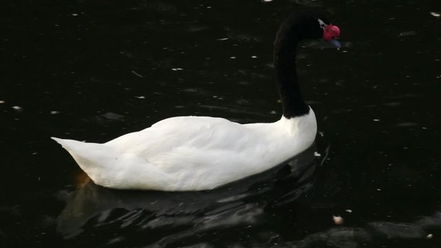 Close up portrait of black-necked swan (Cygnus melanocoryphus) swimming on the pond.
