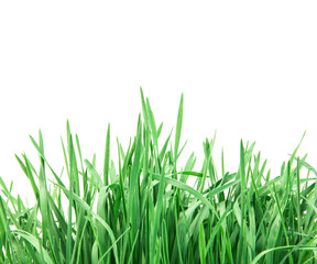 Obraz premium fresh green grass on white background