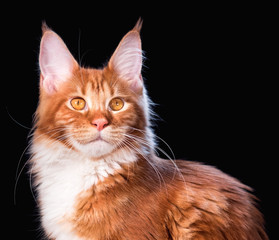 Portrait of domestic red Maine Coon kitten - 6,5 months old. Cat on black background.