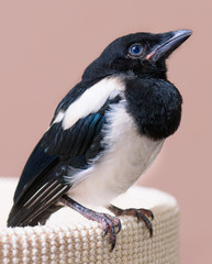 The close view of the nestling of magpie. Close up of bird portrait indoors background.
