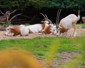 Scimitar-Horned Oryx relaxing. Magnificent Oryx eating grass.
