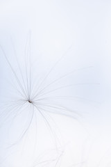 flying dandelion seed