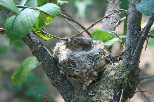 Пустое гнездо птицы на дереве