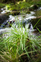 Bach im Wald