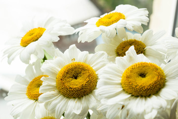 Fototapeta premium light chamomile background