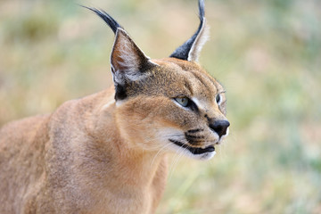 Caracal portrait in Namibia