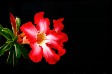 Fototapeta na wymiar Beautiful red Impala Lily.