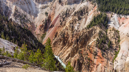 Stormy river flows in a narrow gorge in the rocks. Mountain landscape. Fir forest growing on the sharp rocks. Point sublime on the Grand Canyon of the Yellowstone, Yellowstone National Park, Wyoming