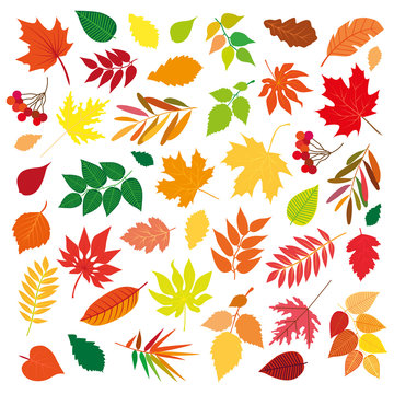 Big set of differrent beautiful colorful autumn leaves. Isolated design elements on white background. Vector illustration.