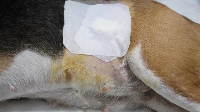 Dog's wound with gauze after sature from ovary in castration operation