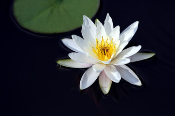 white lotus lily flower on water