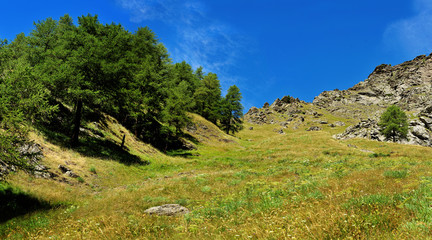 view up on alpine landscape with rocks and spruce
