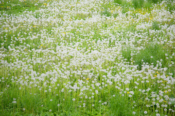 Fototapeta premium field of dandelions