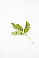 Leaves isolated