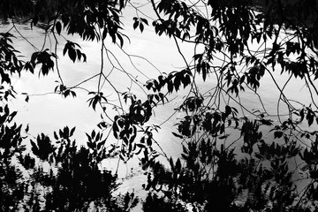 Abstract black and white water reflection of trees