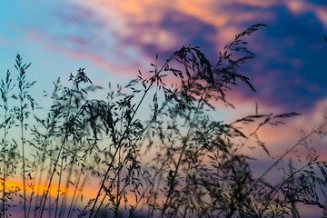 Grass on sunset sky background