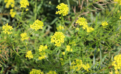 Yellow meadow flowers.