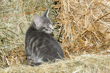 kitten sitting in the straw and looking