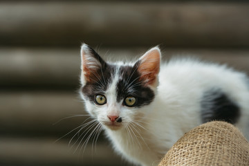 cute small kitten outdoor