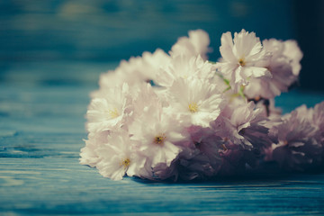 sakura or cherry blossom flowers