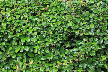 Green leaves wall background