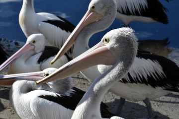 A group of Australian Pelicans (Pelecanus conspicillatus)