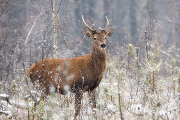 Beautiful lonely young deer standing in a belorussian forest under first snow falling. Quietly standing young deer with antlers