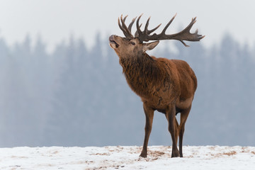 Single roaring beautiful deer on snowy field on forest background. Big red deer with beautiful...