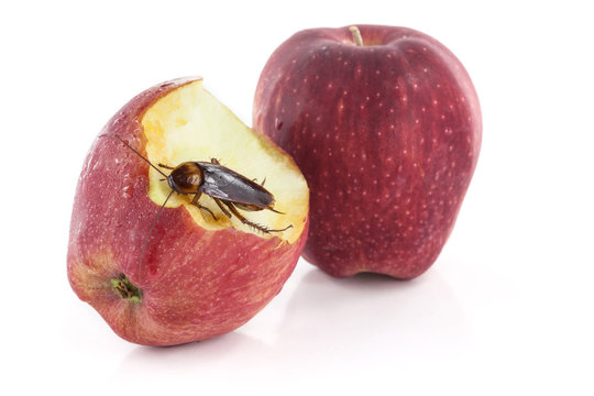 cockroach sitting and eating on a red apple, Image isolated on w