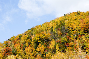 Fototapeta premium 北海道・秋の層雲峡